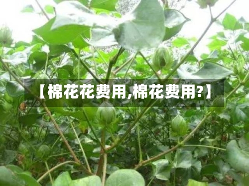 【棉花花费用,棉花费用?】-第2张图片