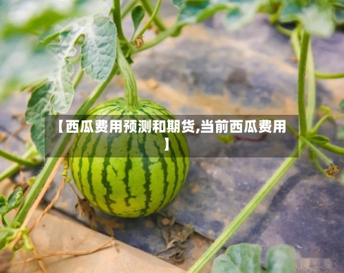 【西瓜费用预测和期货,当前西瓜费用】