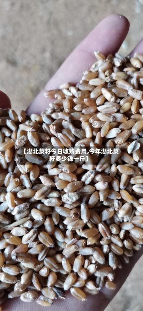 【湖北菜籽今日收购费用,今年湖北菜籽多少钱一斤】