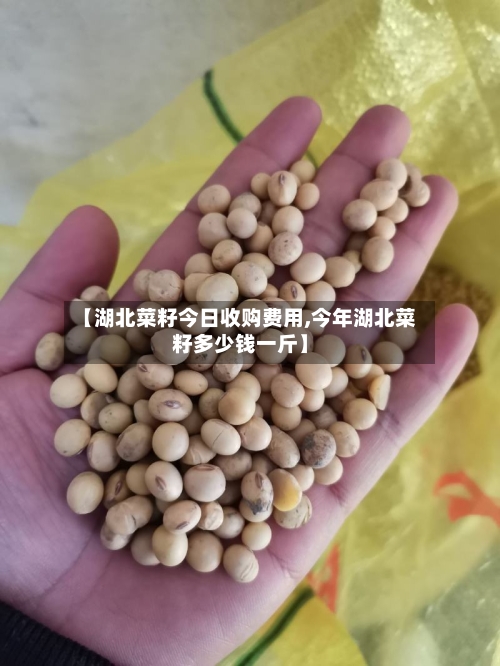 【湖北菜籽今日收购费用,今年湖北菜籽多少钱一斤】-第3张图片