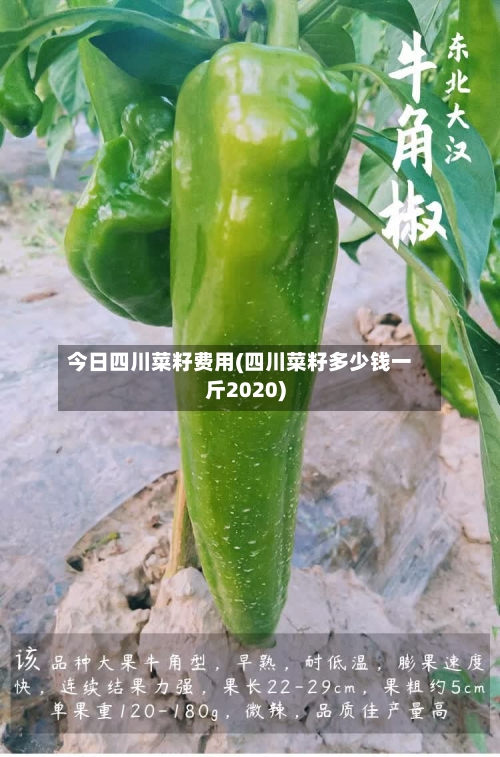今日四川菜籽费用(四川菜籽多少钱一斤2020)-第3张图片