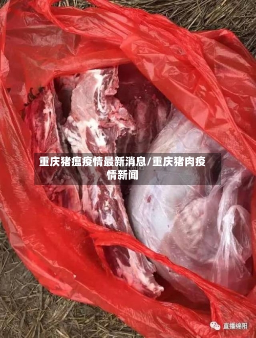 重庆猪瘟疫情最新消息/重庆猪肉疫情新闻