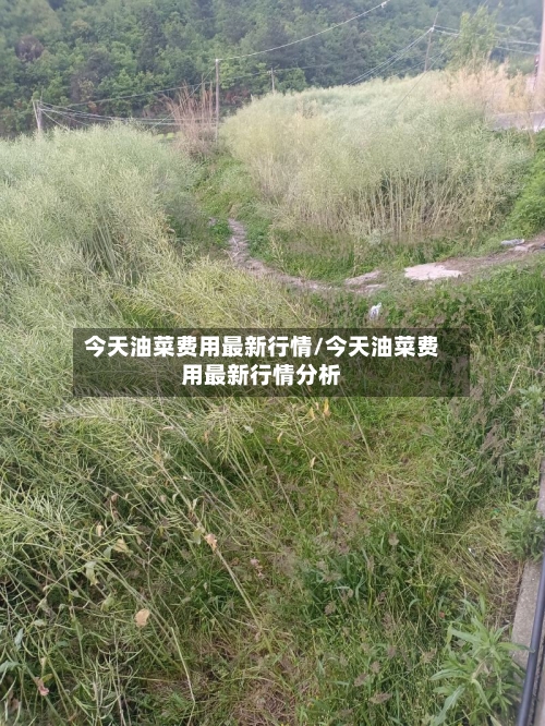 今天油菜费用最新行情/今天油菜费用最新行情分析