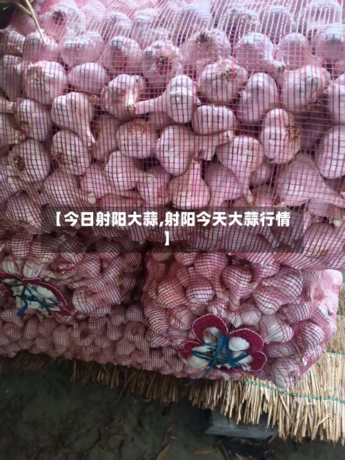 【今日射阳大蒜,射阳今天大蒜行情】-第3张图片