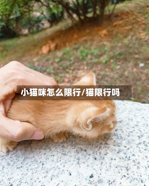 小猫咪怎么限行/猫限行吗