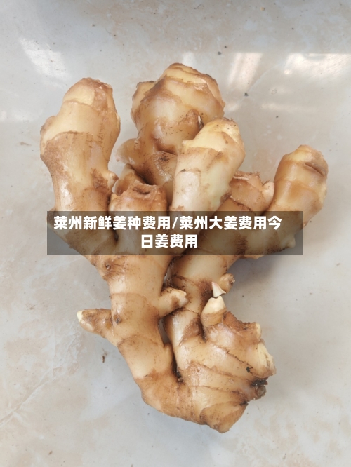 莱州新鲜姜种费用/莱州大姜费用今日姜费用-第3张图片