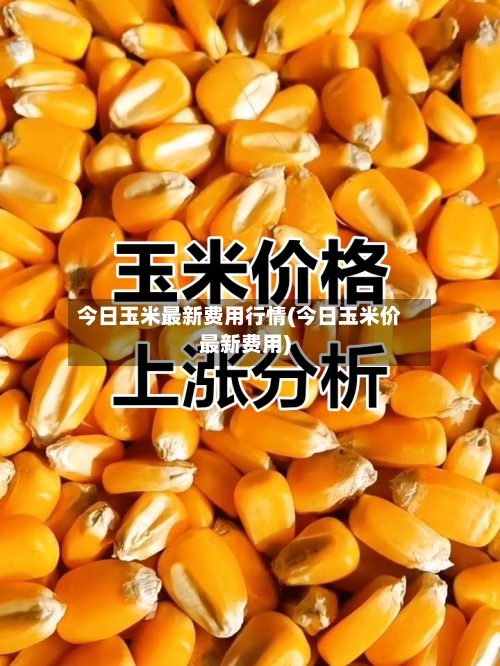 今日玉米最新费用行情(今日玉米价最新费用)