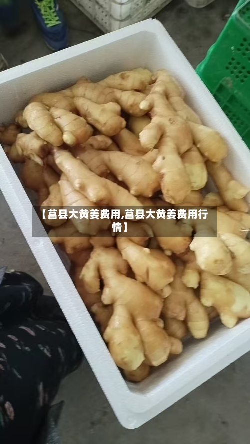 【莒县大黄姜费用,莒县大黄姜费用行情】
