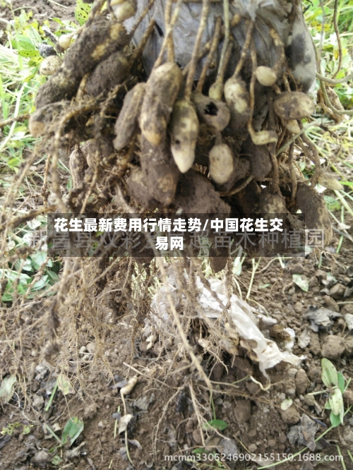 花生最新费用行情走势/中国花生交易网