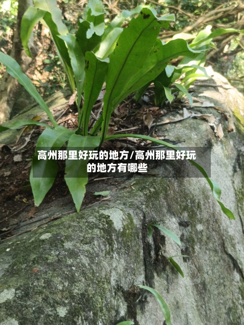 高州那里好玩的地方/高州那里好玩的地方有哪些