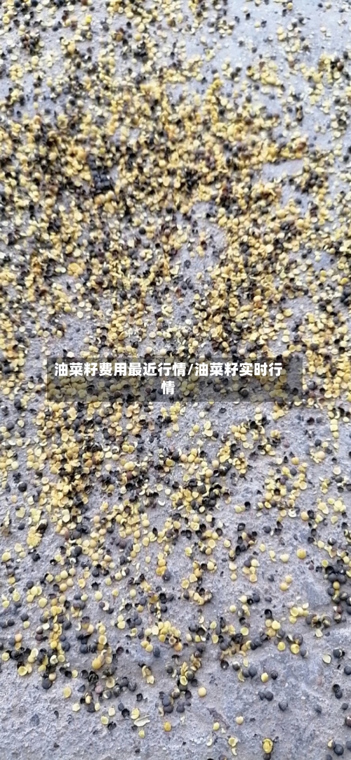 油菜籽费用最近行情/油菜籽实时行情-第3张图片
