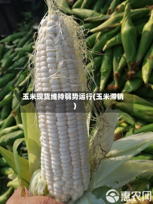 玉米现货维持弱势运行(玉米滞销)