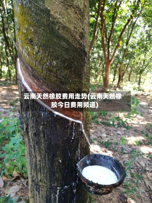 云南天然橡胶费用走势(云南天然橡胶今日费用频道)-第2张图片