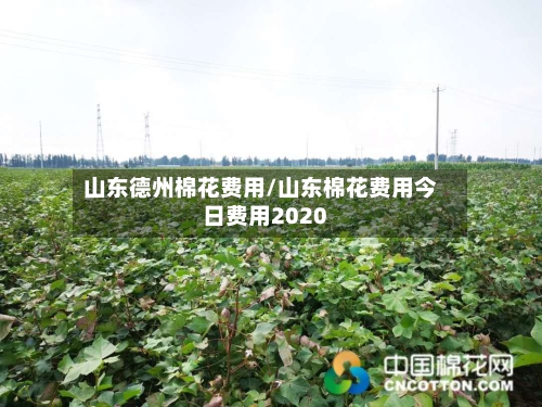 山东德州棉花费用/山东棉花费用今日费用2020-第3张图片