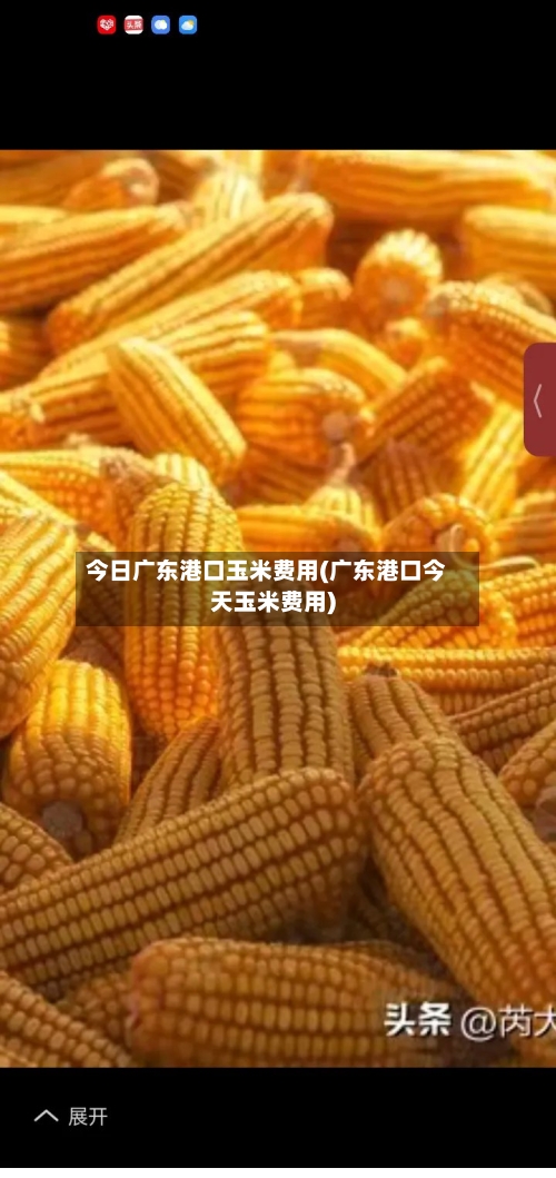 今日广东港口玉米费用(广东港口今天玉米费用)